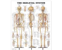 bagan anatomi sistem skeletal