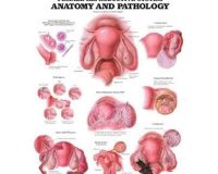 bagan sistem anatomi reproduksi wanita