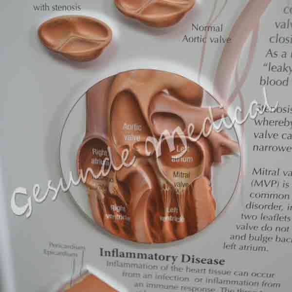 Distributor poster anatomy tubuh agen penjual poster anatomi jantung alat peraga pendidikan di semarang