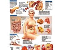 Bagan Anatomi Gejala Diabetes